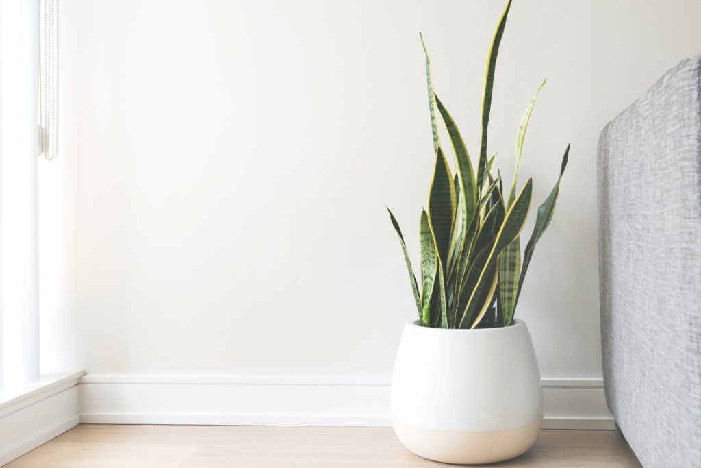 Home staging using plants.